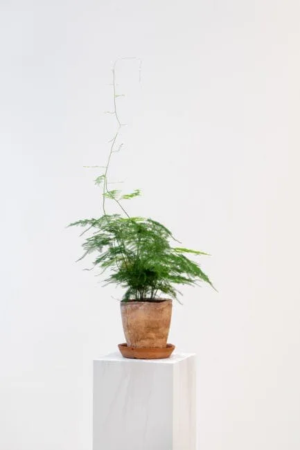 GABRIEL – Die Pflanze homo absconditus, 2020: a potted plant with long shoots on a white plinth