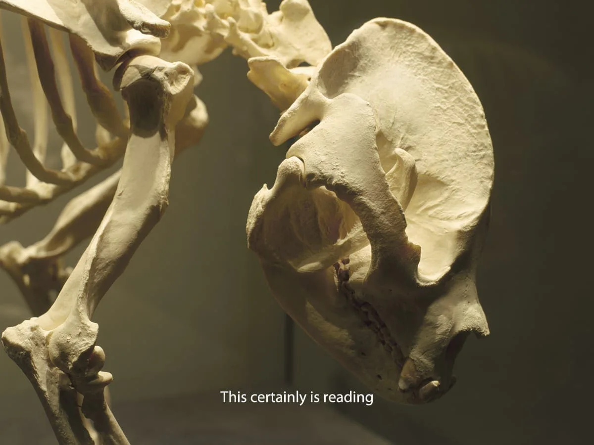 Michal Martychowiec, Everything about the contemporary is panda (Francisco Goya), 2017: Pandaskelett mit dem Text „This certainly is reading“