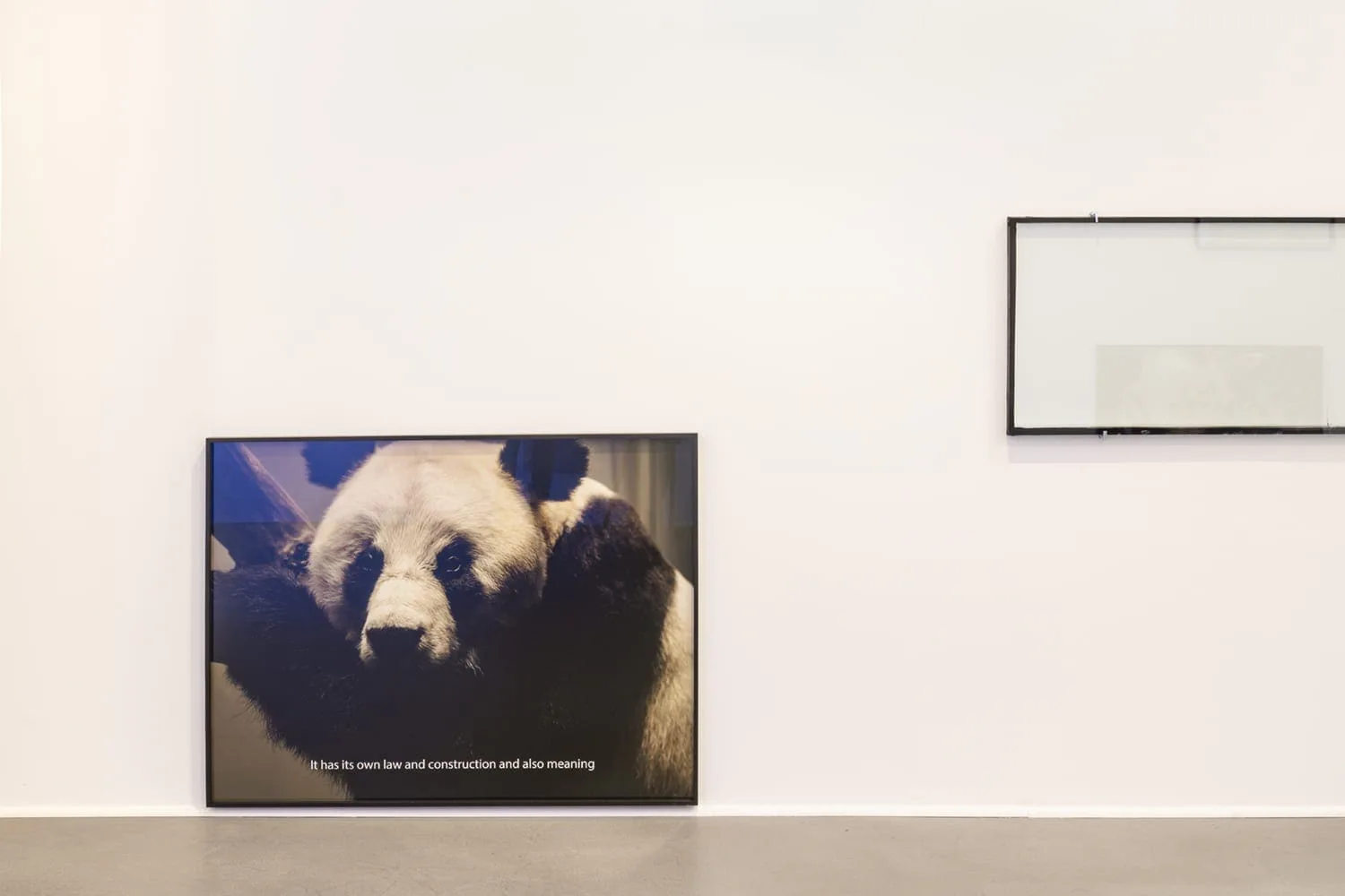 Installation view: large panda photograph on a white wall next to an empty frame