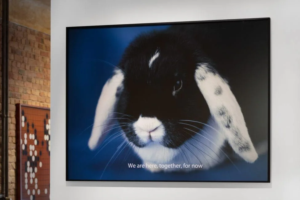 Michal Martychowiec, still from Pixelated Venus: gerahmtes Bild des Kaninchens Josephine mit dem Text „We are here, together, for now“