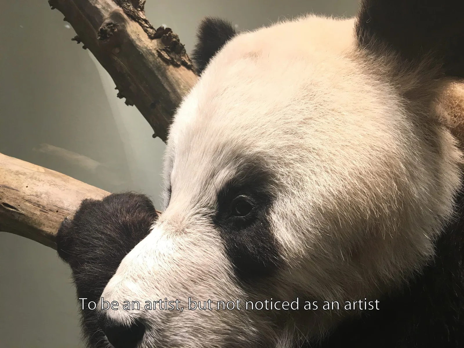 Michal Martychowiec: close-up of a panda on a branch with the caption “To be an artist and not noticed as an artist”