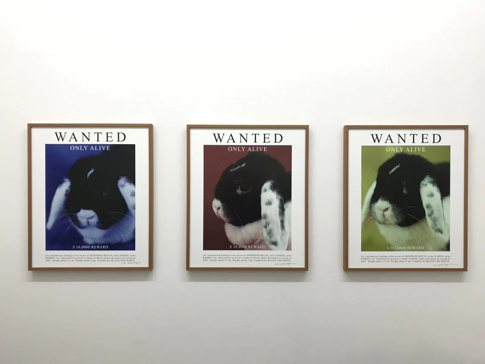 Installation view: three “Wanted” posters with the rabbit Josephine in blue, red and green side by side