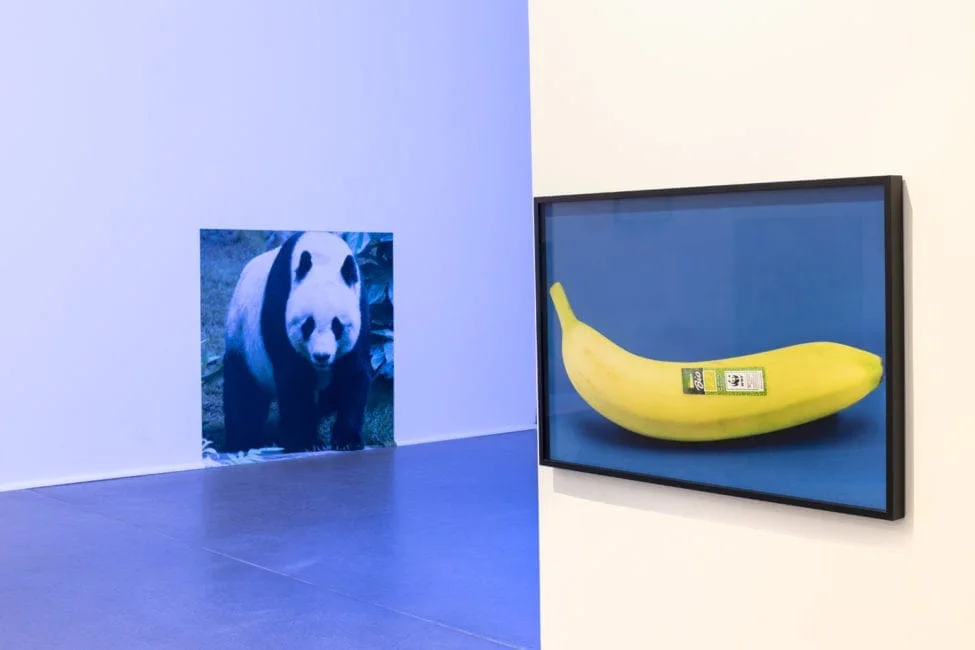 Nachricht vom letzten Menschen: photograph of a panda and a framed picture of a banana on a blue background