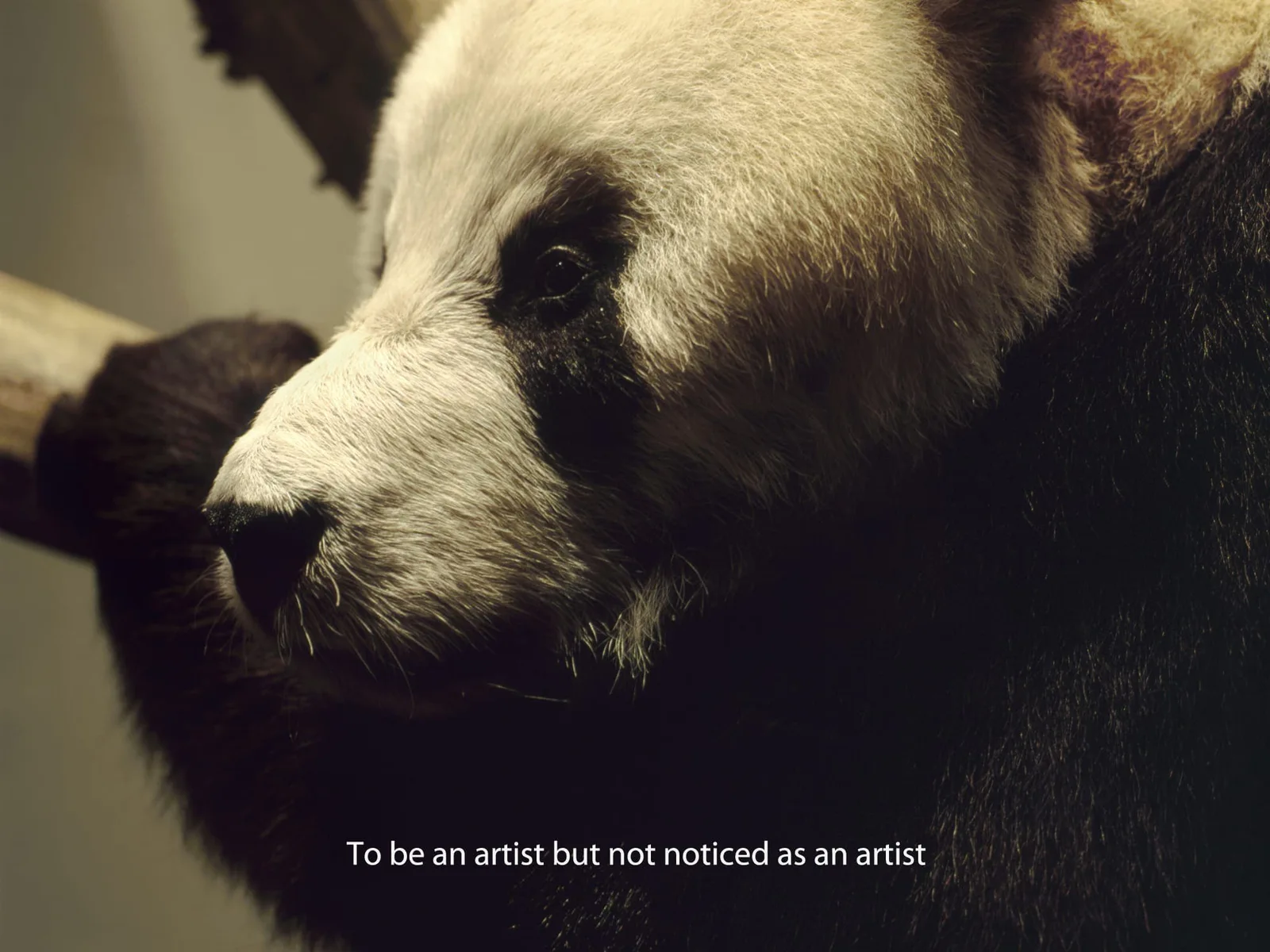 Michal Martychowiec, Everything about the contemporary is panda, 2017: close-up of a panda on a branch with the text “To be an artist but not noticed as an artist”