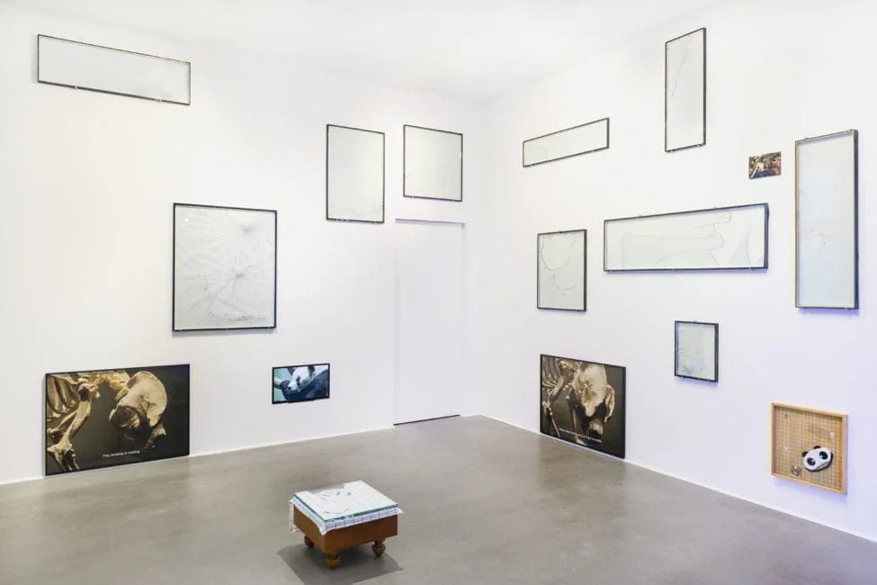 Nachricht vom letzten Menschen, installation view: white room with empty frames and photographs of a panda